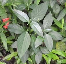 Ruellia strepens leaf8.jpg